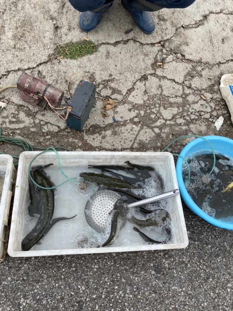 柳根［东北高山溪流冷水鱼］品质保证，长期供货，稳定价格。