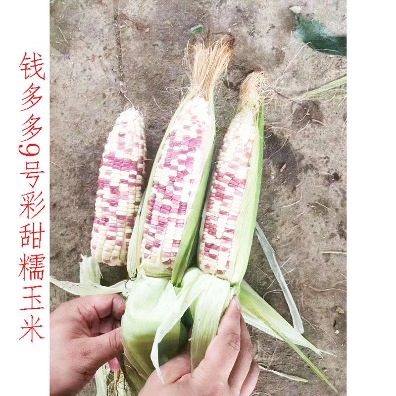 钱多多9号彩甜糯玉米种子大棒非转甜加糯花玉米种苏科糯