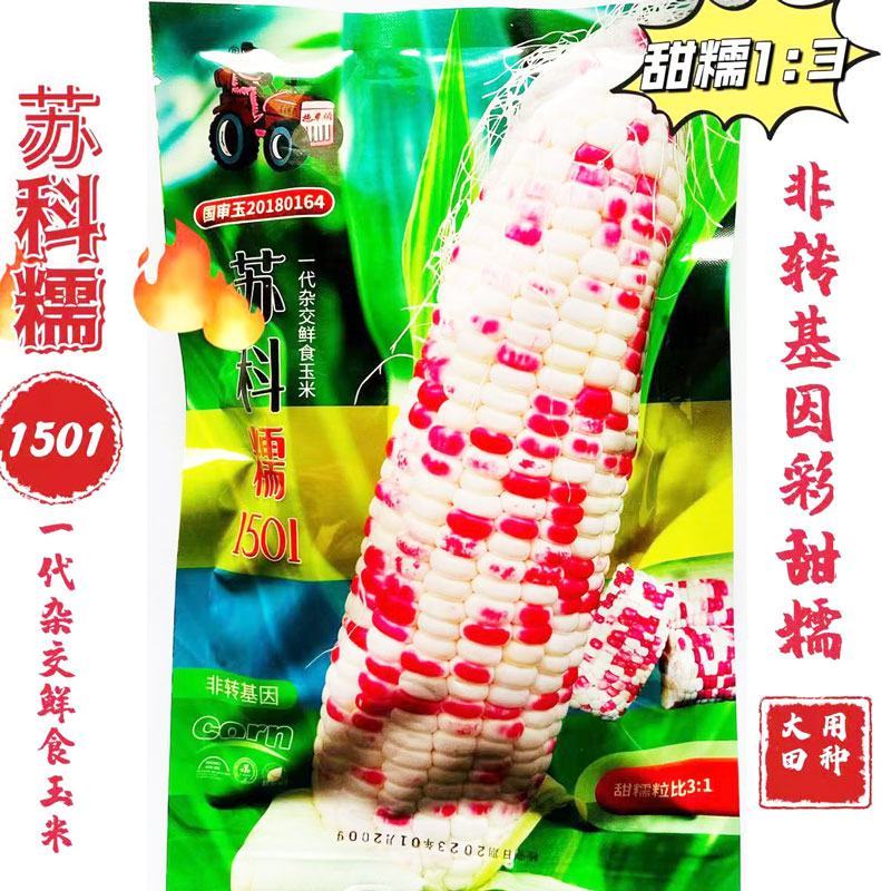 钱多多9号彩甜糯玉米种子大棒非转甜加糯花玉米种苏科糯