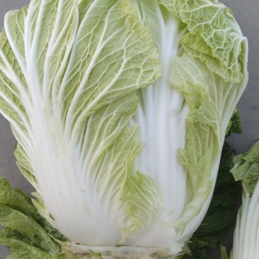 白心大白菜，黄心大大白菜，储存时间长，