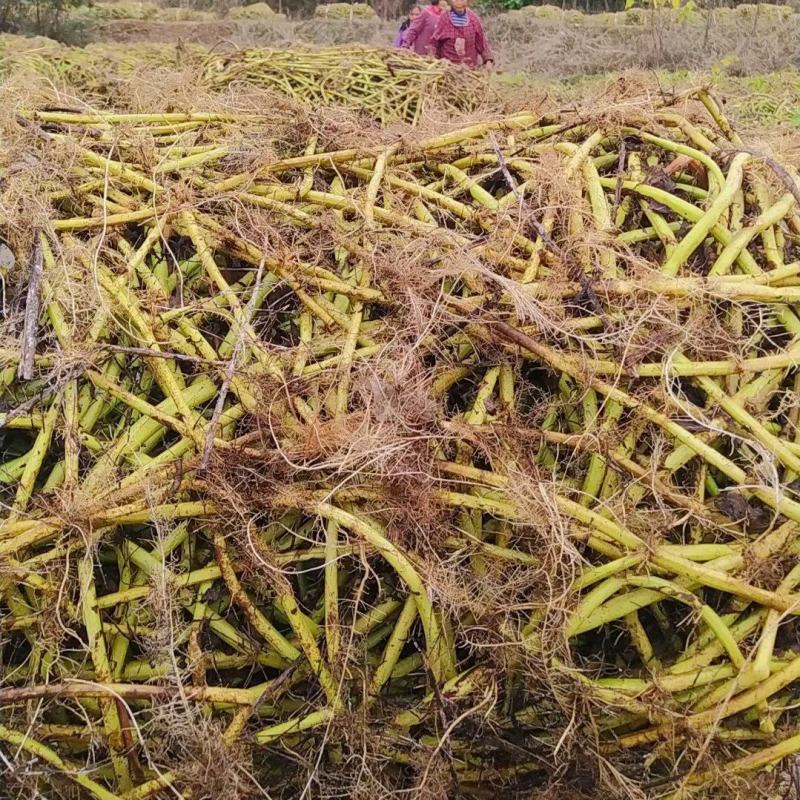 空心菜种藤，欢迎新朋友实地考察！一次交易永远朋友！