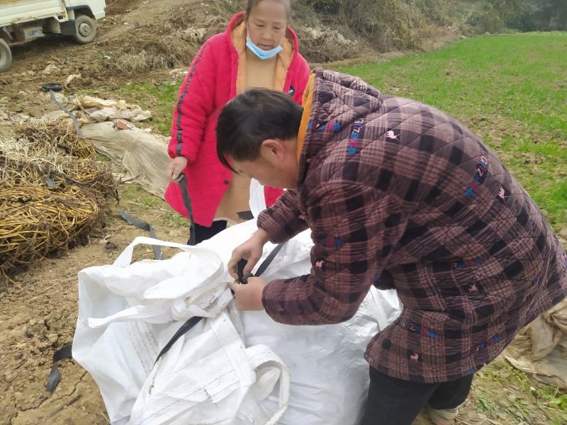 空心菜种藤，欢迎新朋友实地考察！一次交易永远朋友！