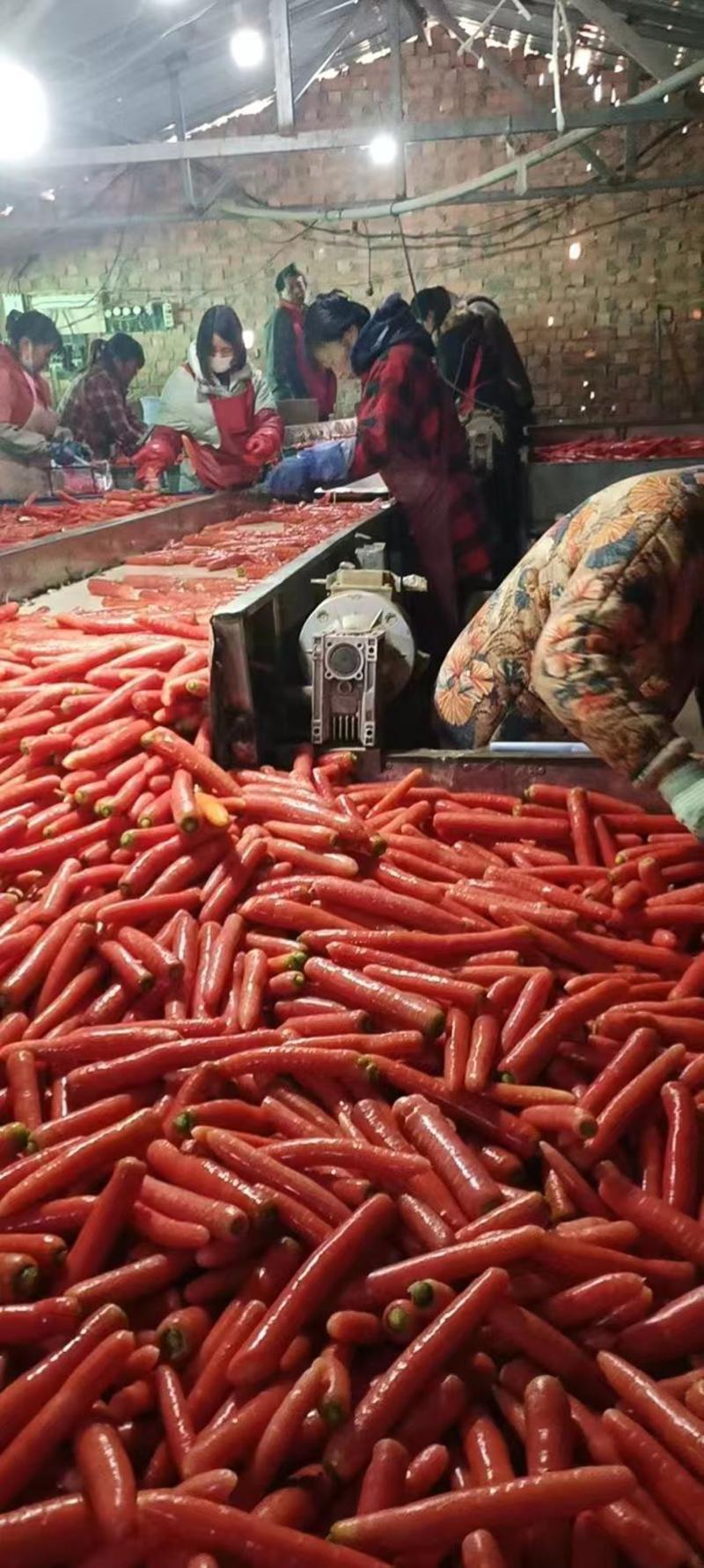 秤杆红萝卜水果胡萝卜货源足水洗加工商超社团供货