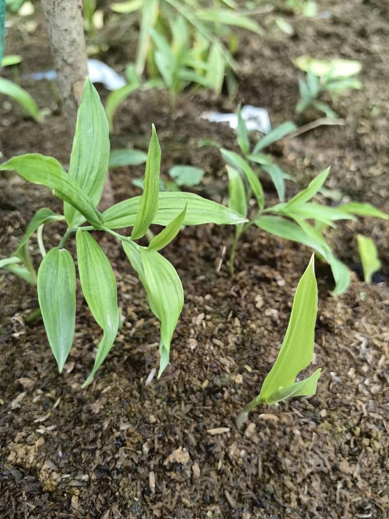 姜形多花甜黄精，种植解单，包技术，包回收，