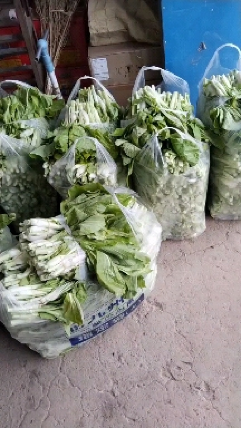 白菜苔湖北江夏区基地白菜苔大量供应产地直发保质保量