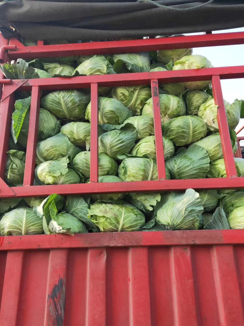 扁包菜奥奇娜甘蓝河南扁包货源足代收代发代加工