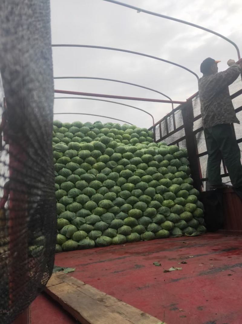 扁包菜奥奇娜甘蓝河南扁包货源足代收代发代加工