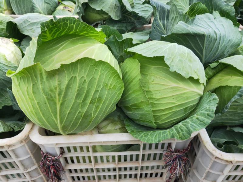 扁包菜奥奇娜甘蓝河南扁包货源足代收代发代加工