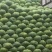 扁包菜奥奇娜甘蓝河南扁包货源足代收代发代加工