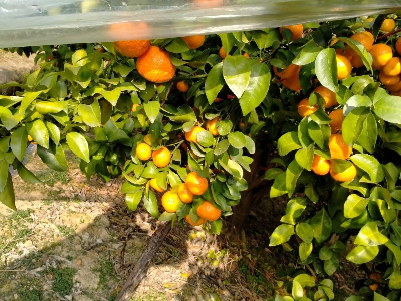 桂林市临桂区两江砂糖橘