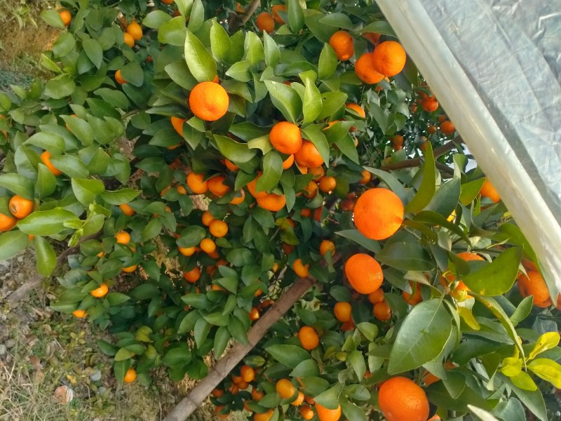 桂林市临桂区两江砂糖橘