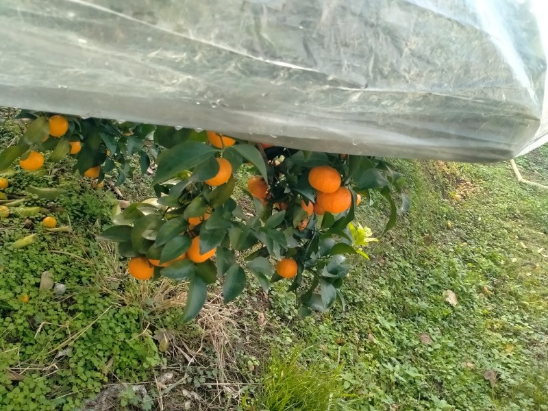 桂林市临桂区两江砂糖橘