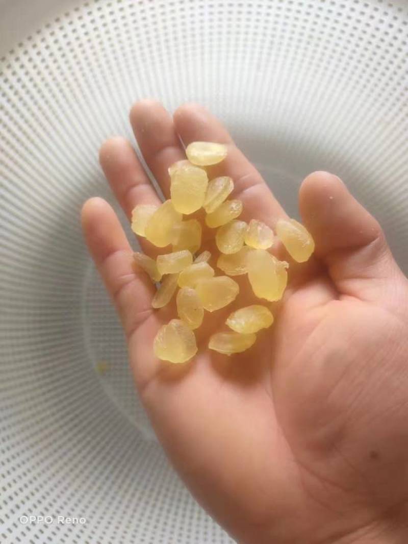 黄色大皂角米，质量保证，大量有货可视频看货欢迎订购