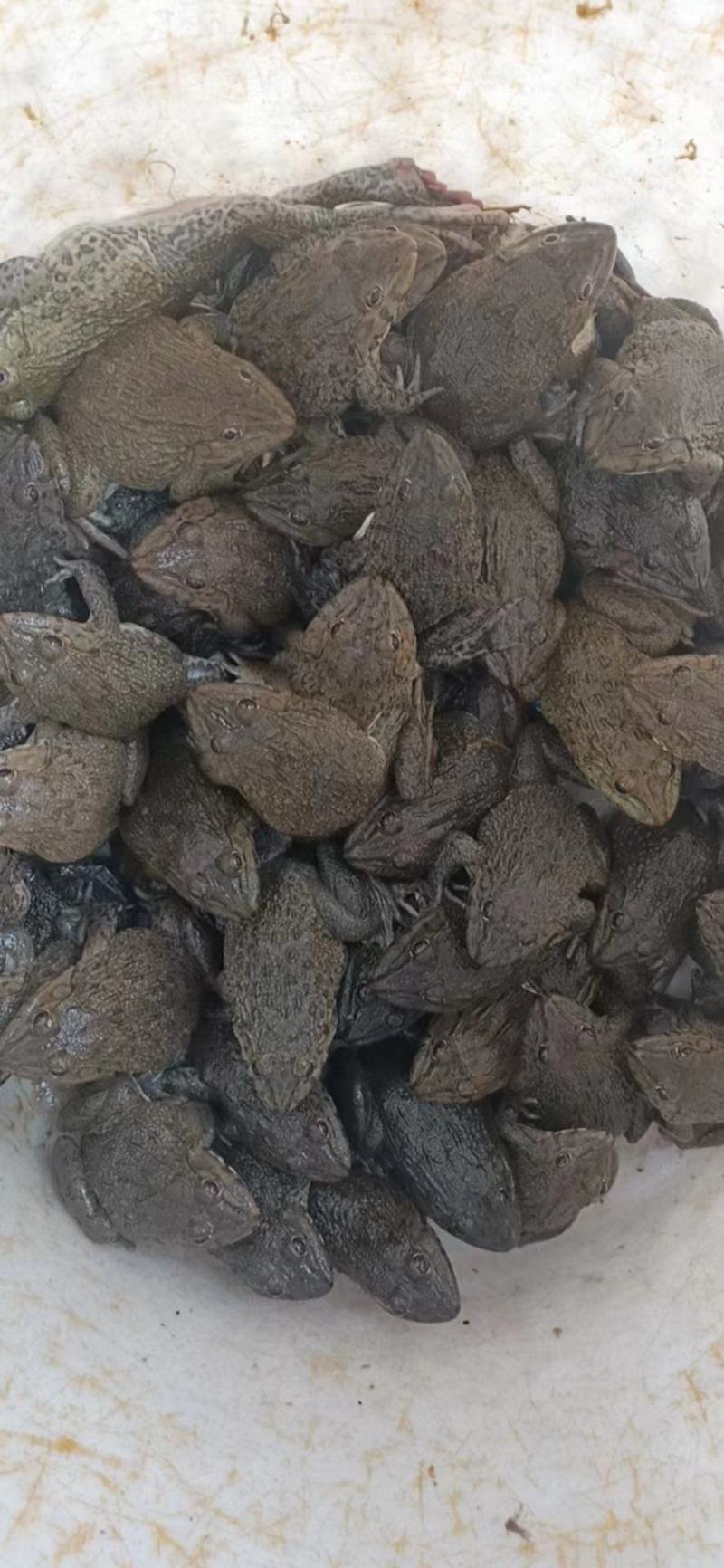 田鸡产地大量活体牛蛙肉多多水产田鸡现货现捞现发活物