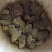 田鸡产地大量活体牛蛙肉多多水产田鸡现货现捞现发活物