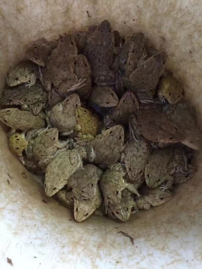 田鸡产地大量活体牛蛙肉多多水产田鸡现货现捞现发活物