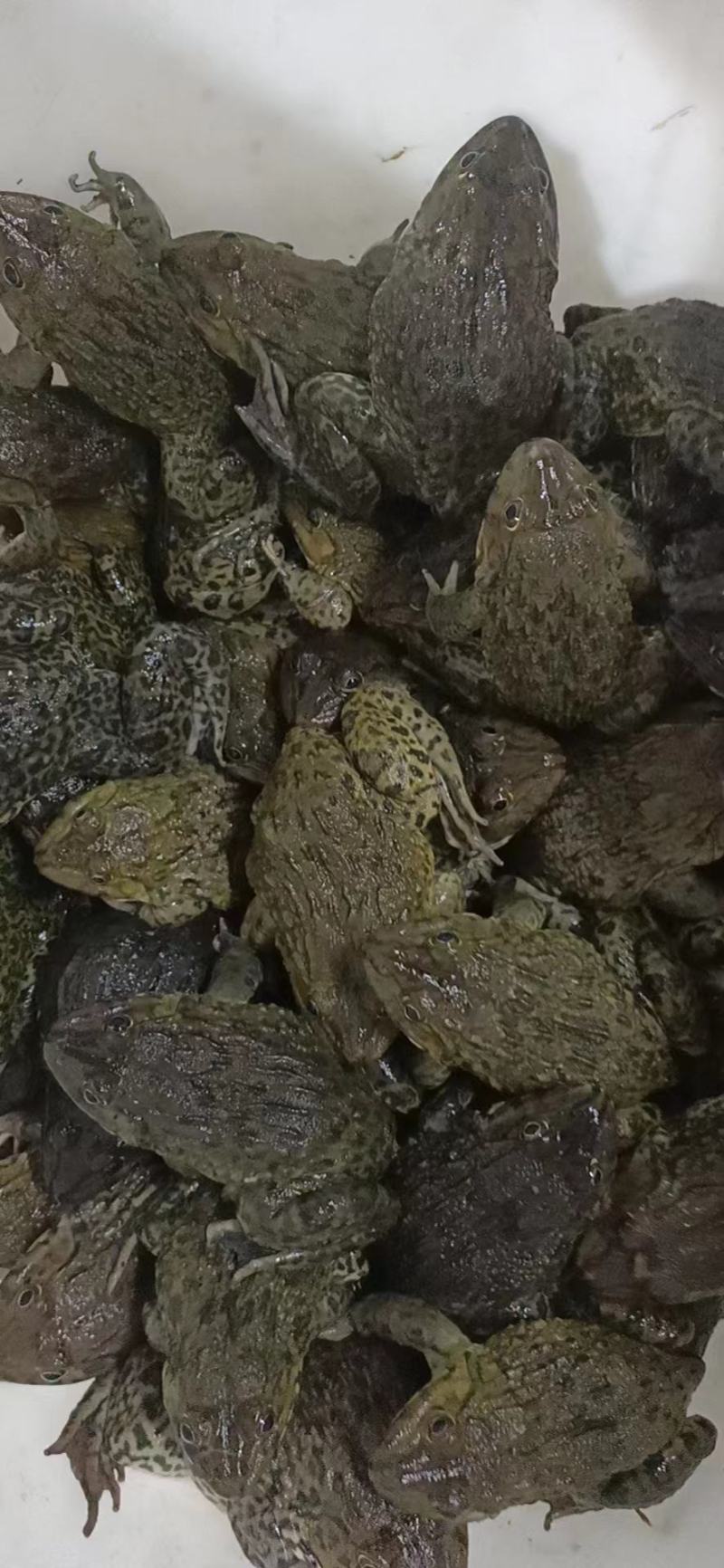 田鸡产地大量活体牛蛙肉多多水产田鸡现货现捞现发活物