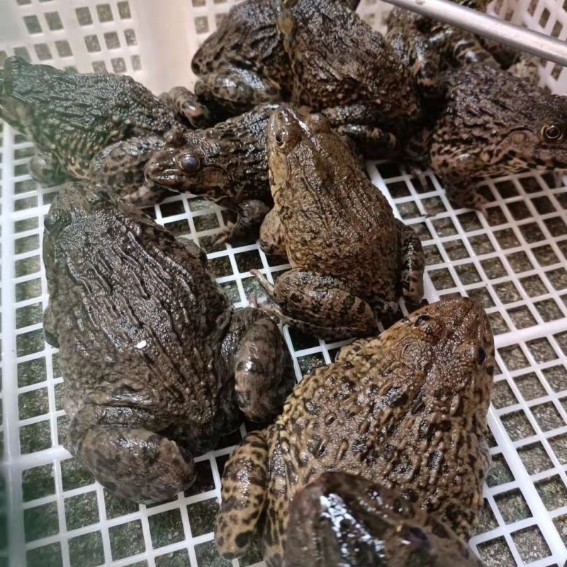 田鸡产地大量活体牛蛙肉多多水产田鸡现货现捞现发活物