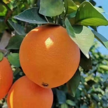 红心脐橙