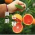 红心脐橙