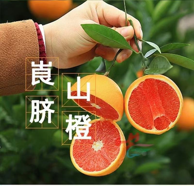 红心脐橙