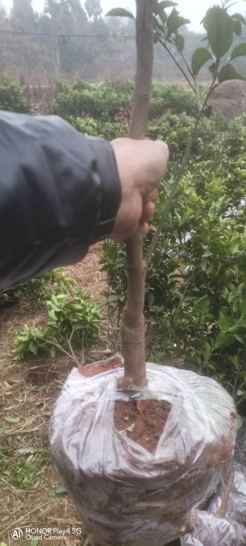 本苗场提供各种柑橘苗，大小规格品种齐全。苗优价美诚信合作