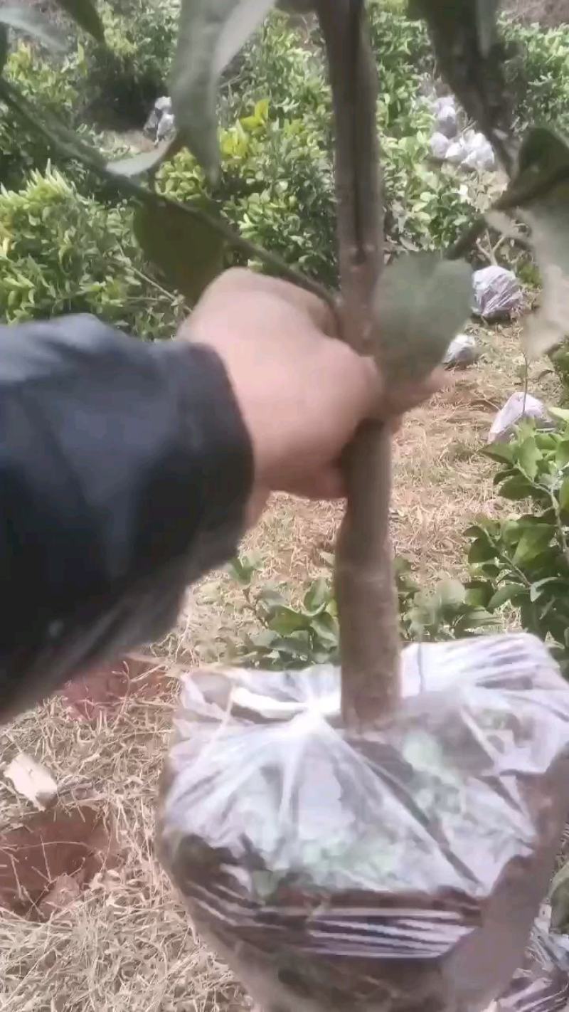 本苗场提供各种柑橘苗，大小规格品种齐全。苗优价美诚信合作
