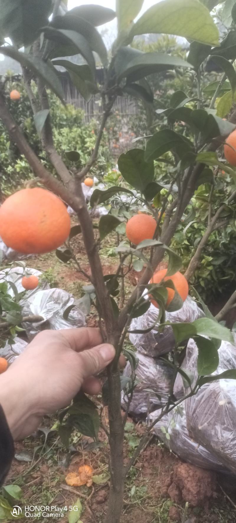 本苗场提供各种柑橘苗，大小规格品种齐全。苗优价美诚信合作