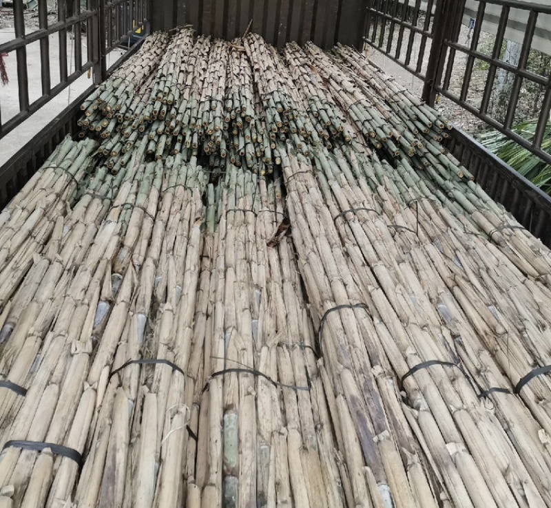 四川本地水果甘蔗，青皮甘蔗，又泡又甜