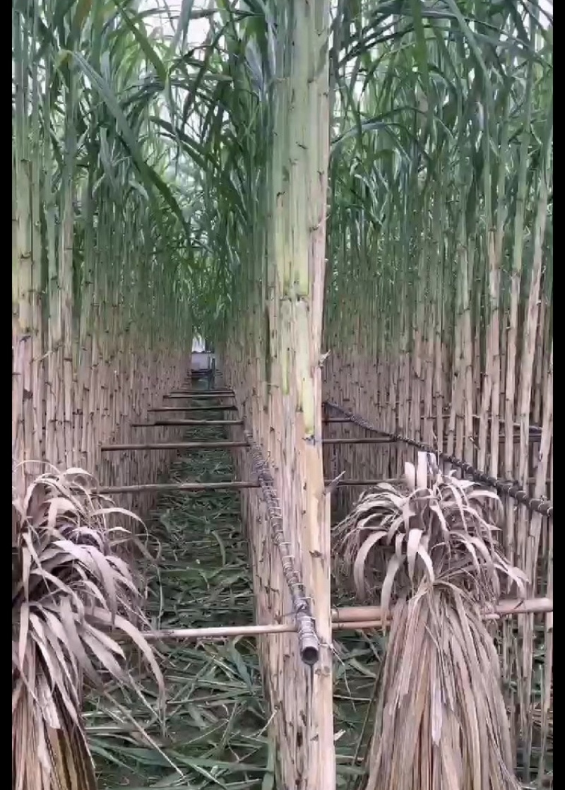 四川本地水果甘蔗，青皮甘蔗，又泡又甜