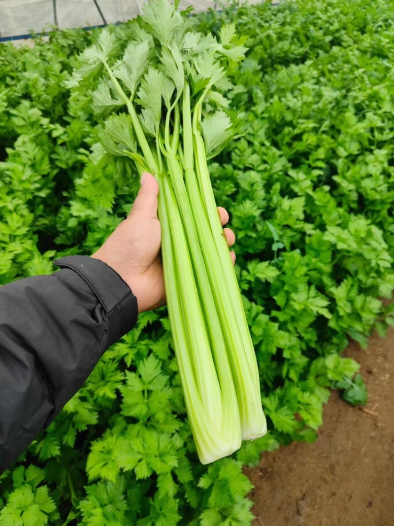 精品芹菜万亩基地整车批发无空心质量保证欢迎考察