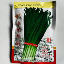 韭菜种子中华神剑韭菜品种，不休眠，深绿色韭菜品种种子