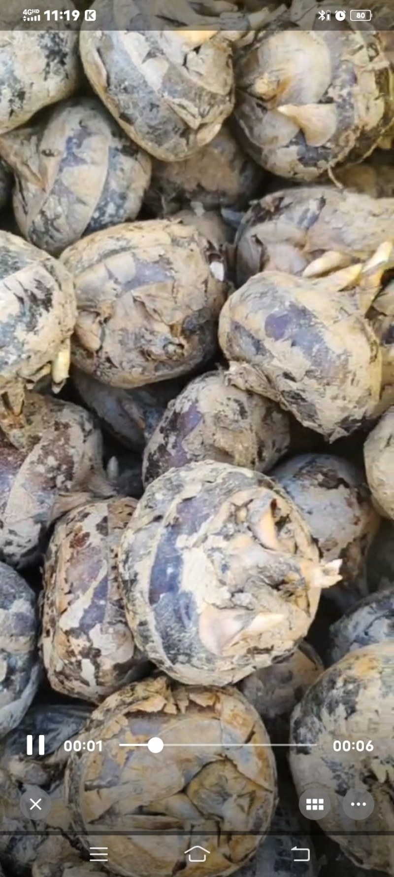 马碲