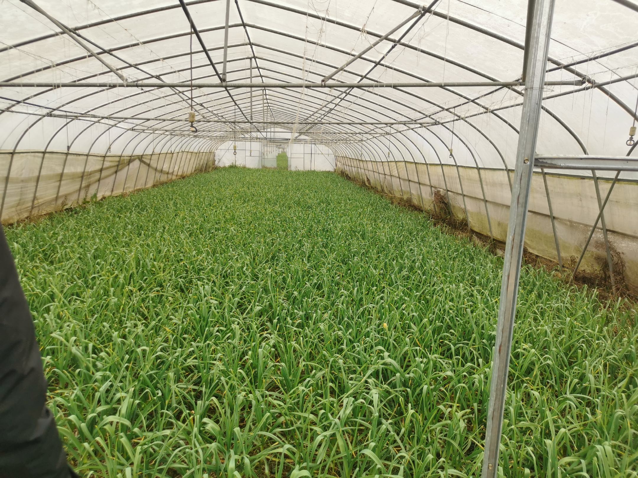 蒜苗田间生长实景图