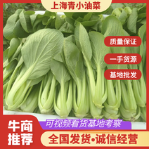 油菜，上海青油菜大量上市基地批发稳定货源欢迎来电