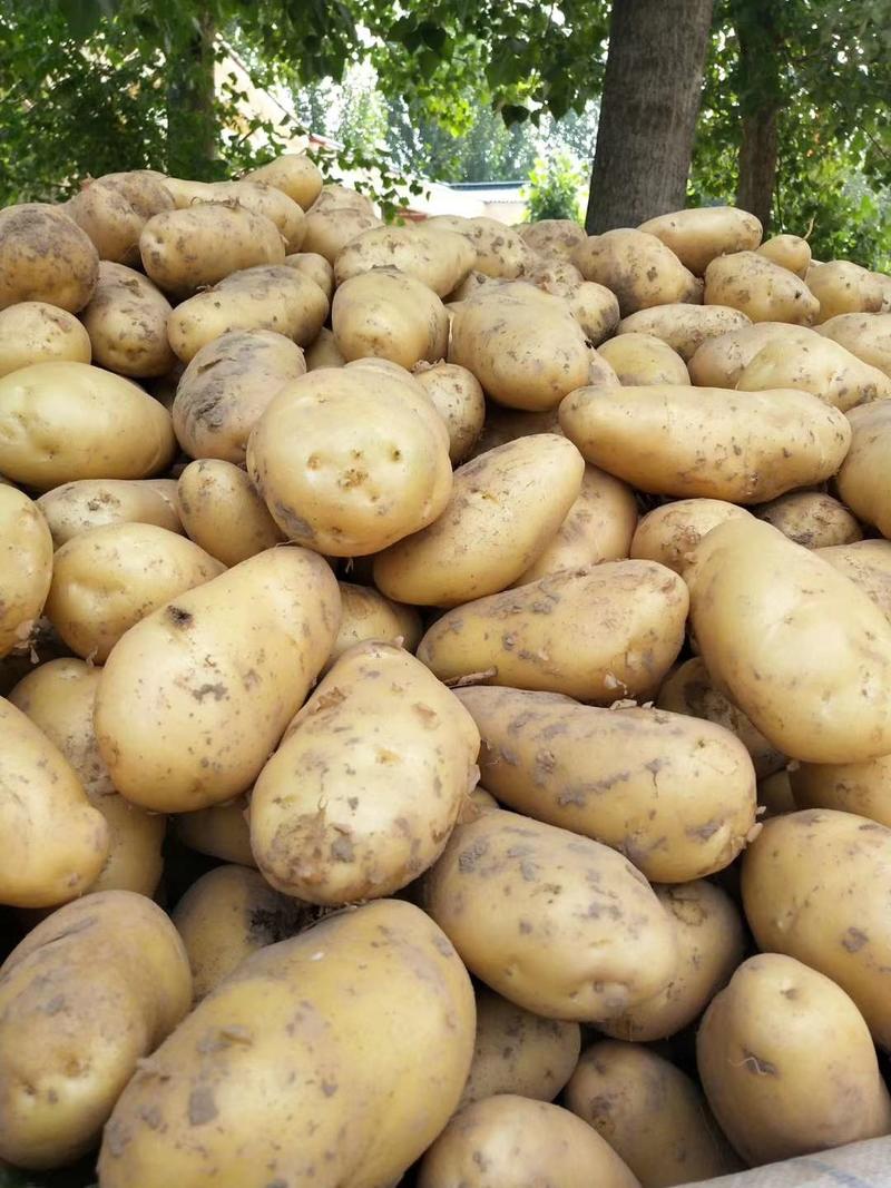 荷兰十五土豆河南冷库土豆规格齐全按需加工代发代加工