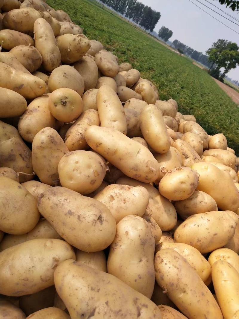 荷兰十五土豆河南冷库土豆规格齐全按需加工代发代加工
