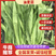 河北邯郸油麦菜，产地批发货源充足大量现货代收代发