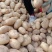 V7土豆沃森土豆河南黄心226土豆冷库直发代加工