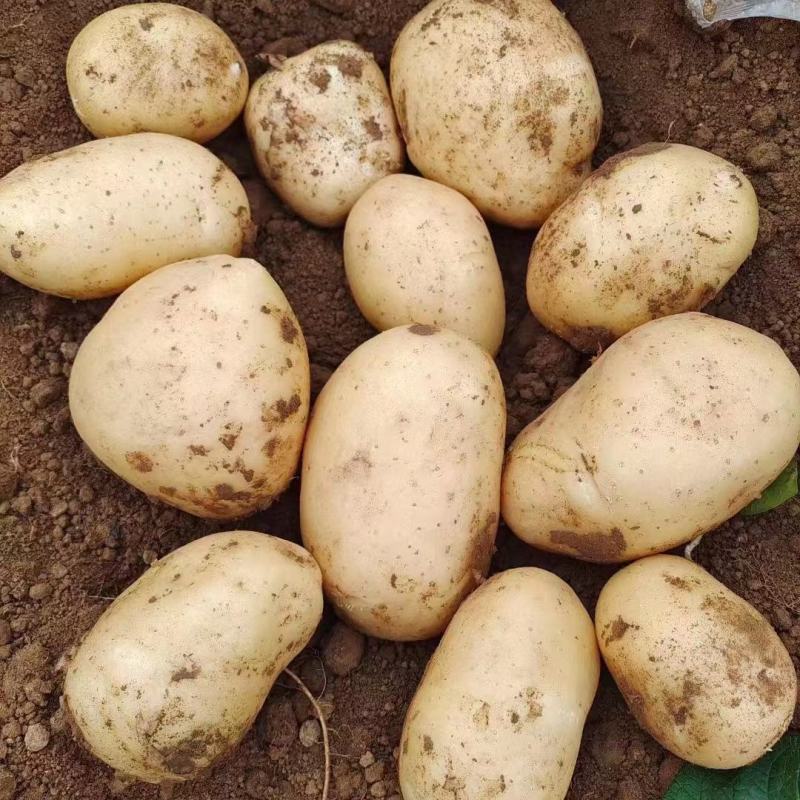V7土豆沃森土豆河南黄心226土豆冷库直发代加工