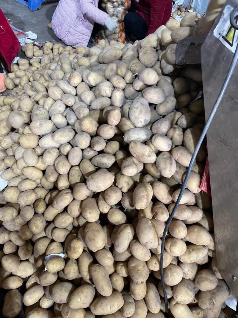 V7土豆沃森土豆河南黄心226土豆冷库直发代加工
