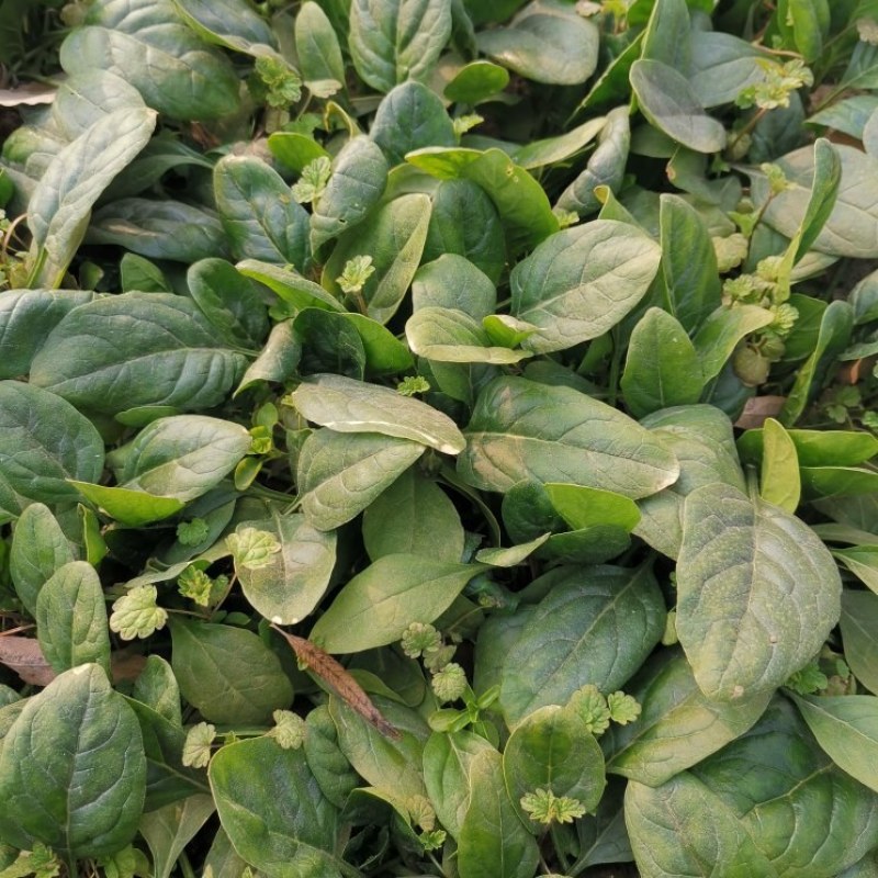 露地菠菜