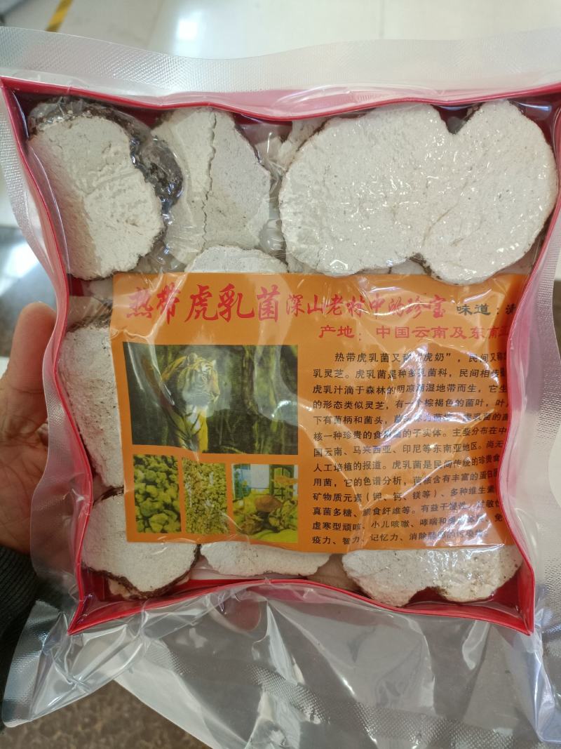 马来西亚虎乳菌缅甸虎乳菌大货批发全国发货量大从优