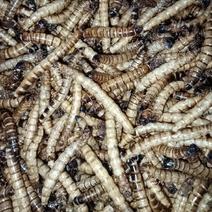 大麦虫干，蛋白虫干大麦虫蛋白虫养殖《收购》与批发，本人养