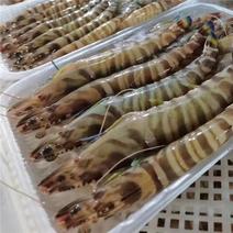 花虾、竹虾、天然海捕对虾、北海本港货源、净重500克盒装