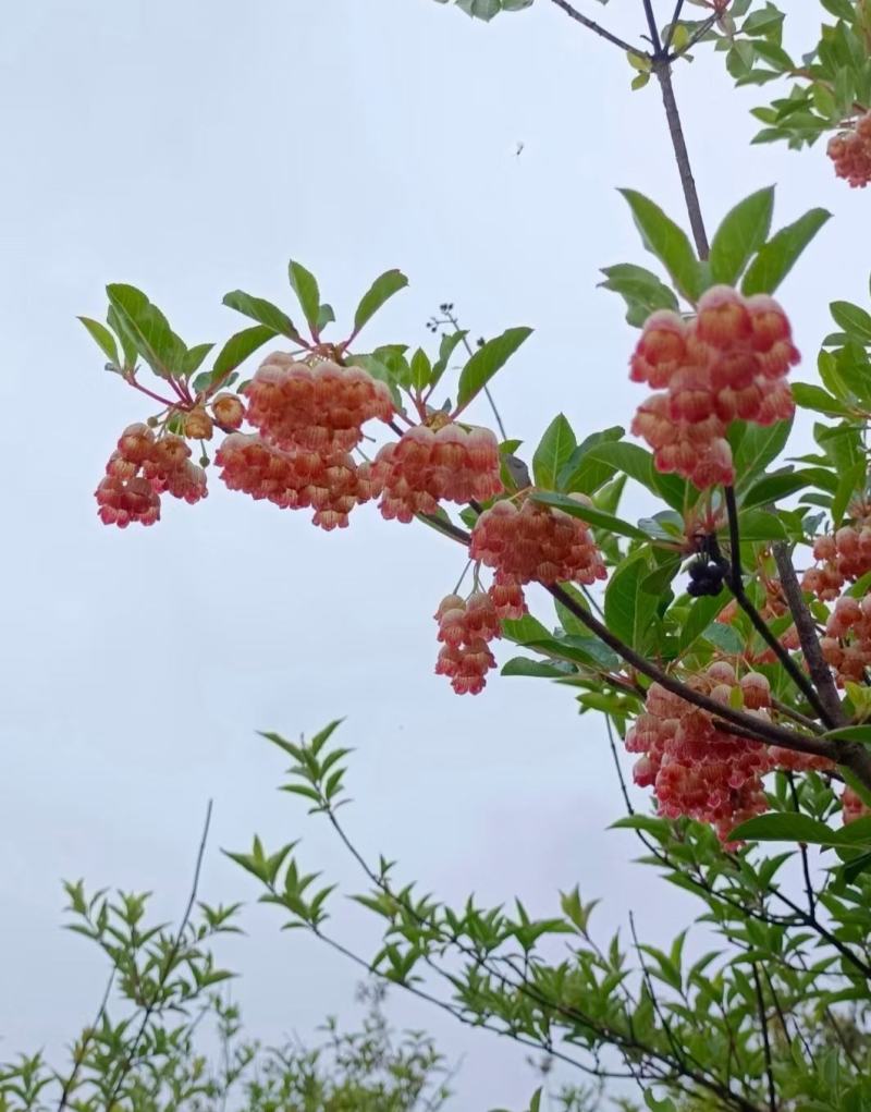 吊钟