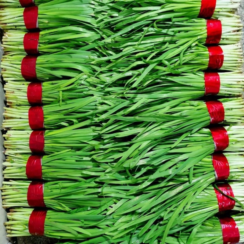 河北韭菜，优质韭菜，货量充足，整车发货，量大从优