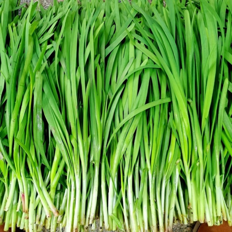 河北韭菜，优质韭菜，货量充足，整车发货，量大从优