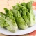 精品生菜，散叶生菜，品质保证，一手货源，全国发货