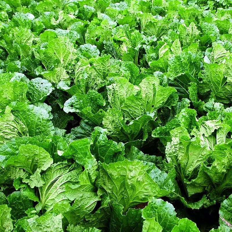 精品生菜，散叶生菜，品质保证，一手货源，全国发货